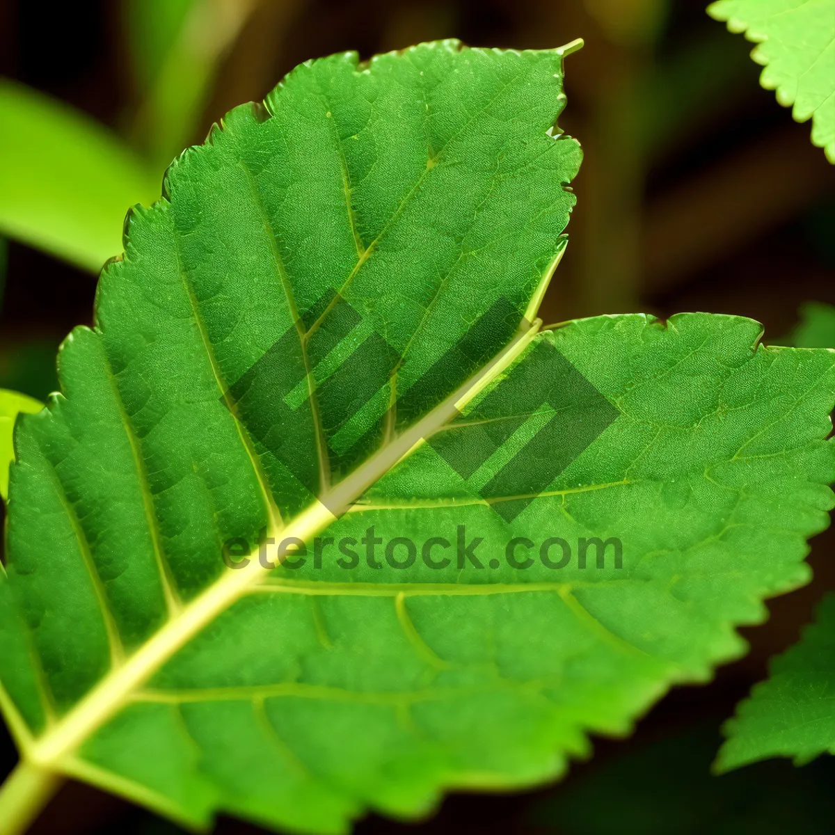 Picture of Bright Summer Leaves on Alder Branch