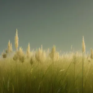 Golden Harvest: Vibrant Cereal Field under Sunny Sky