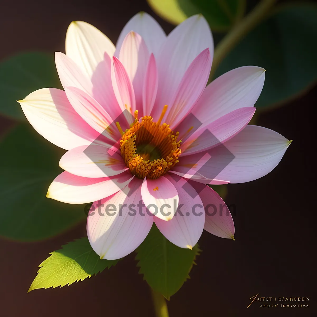 Picture of Blooming pink daisy in a garden