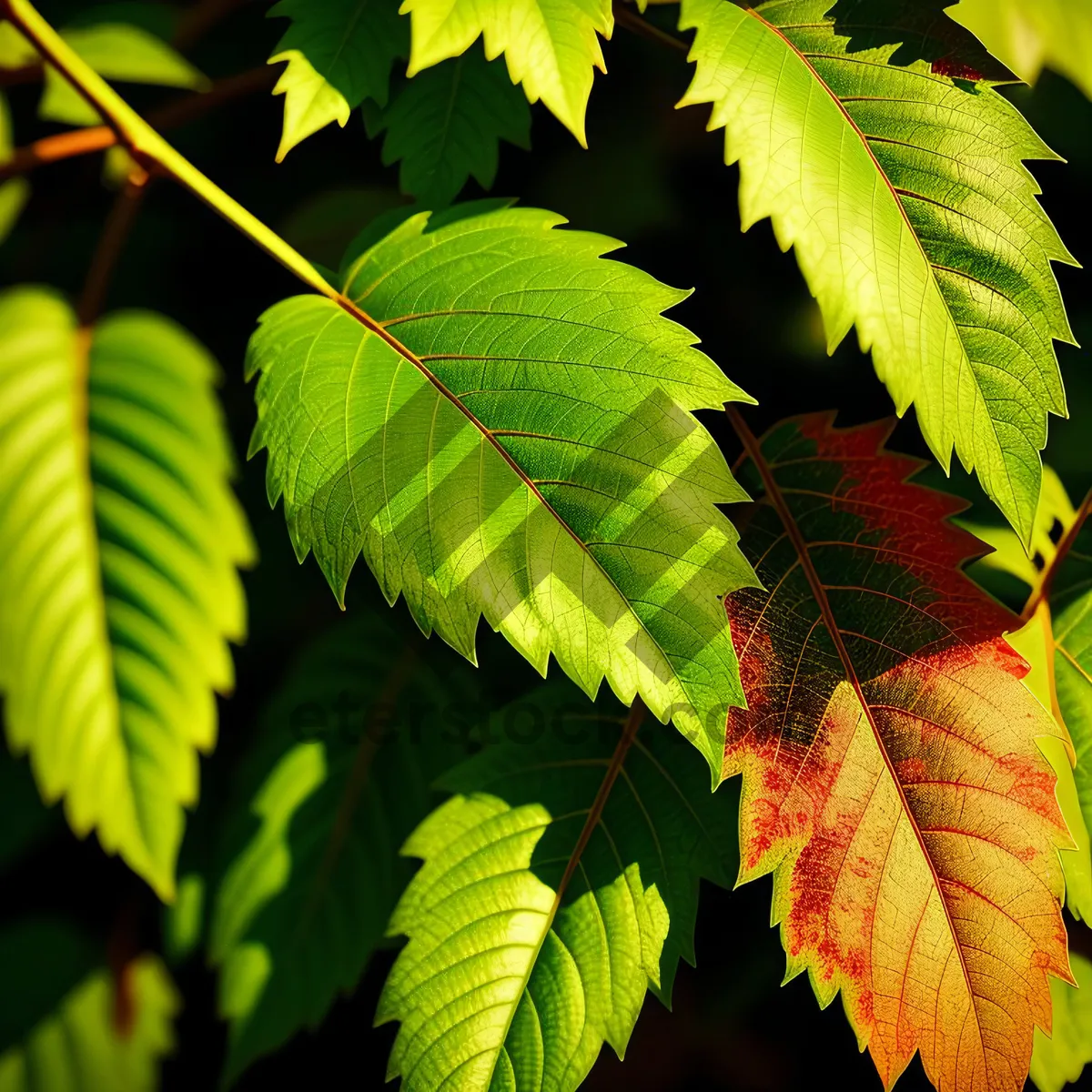 Picture of Sumac Forest Foliage: Vibrant Leaves in Lush Woods