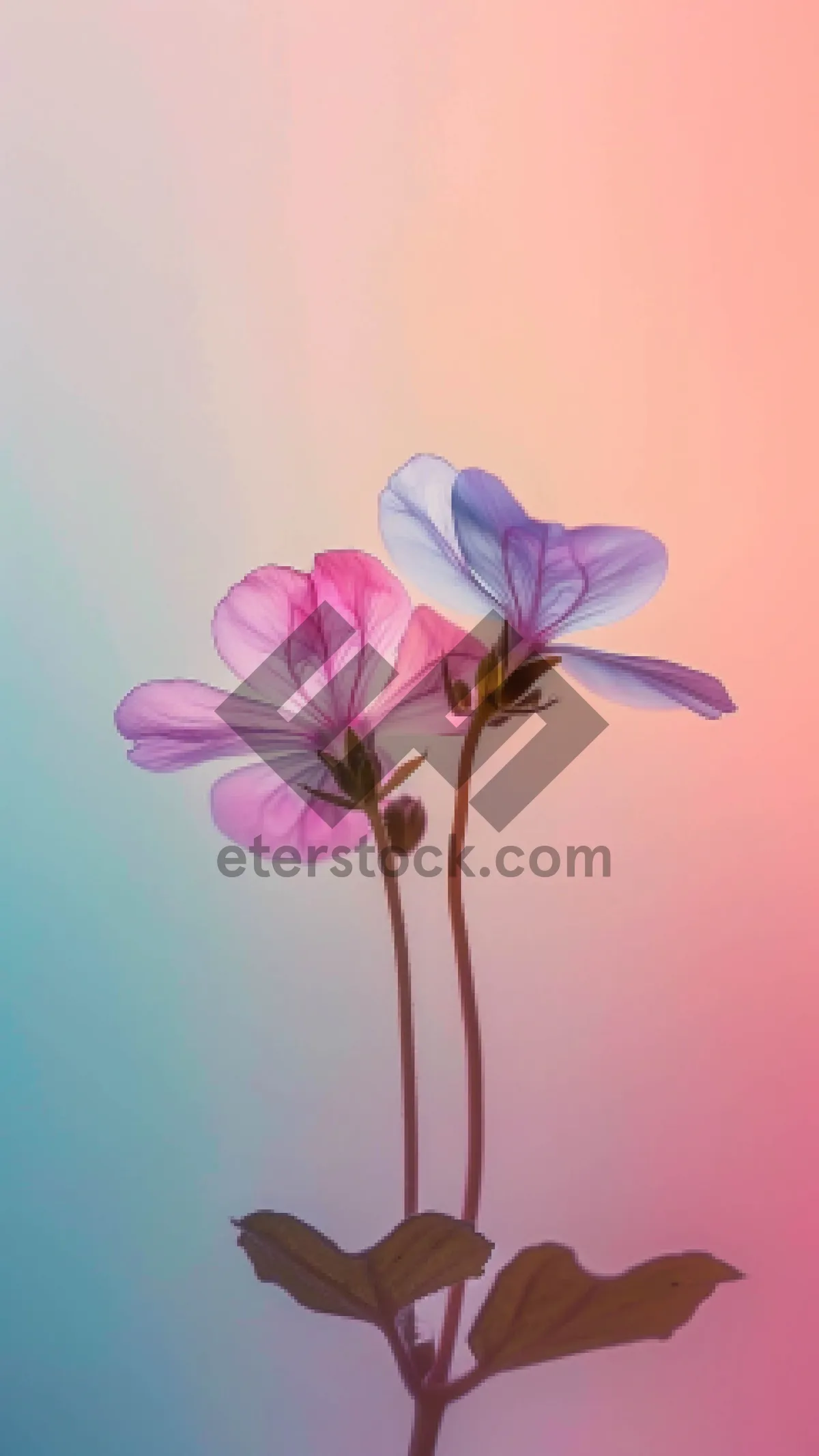 Picture of Pink Geranium in Blooming Garden Bouquet.