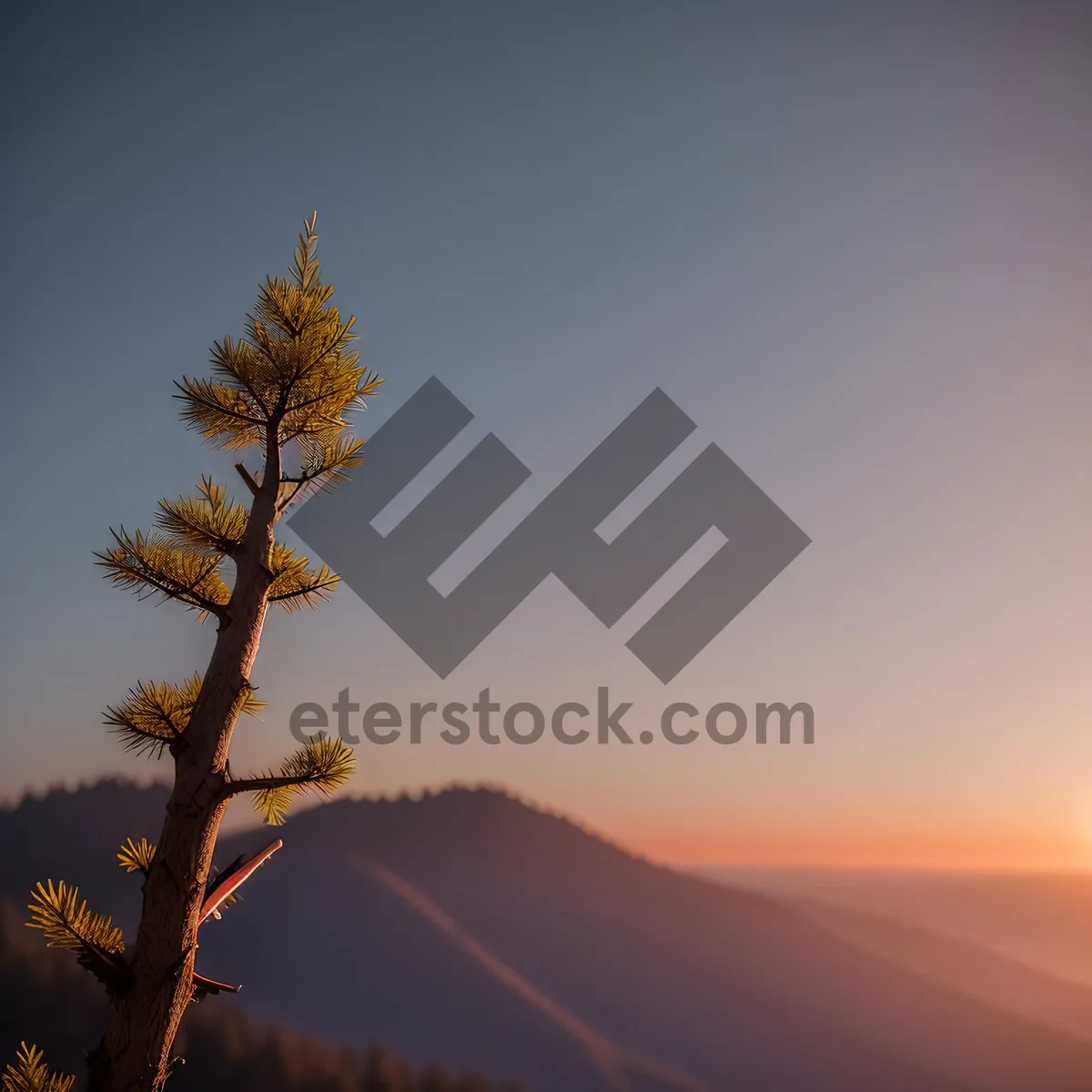 Picture of Golden Horizon over Desert Landscape