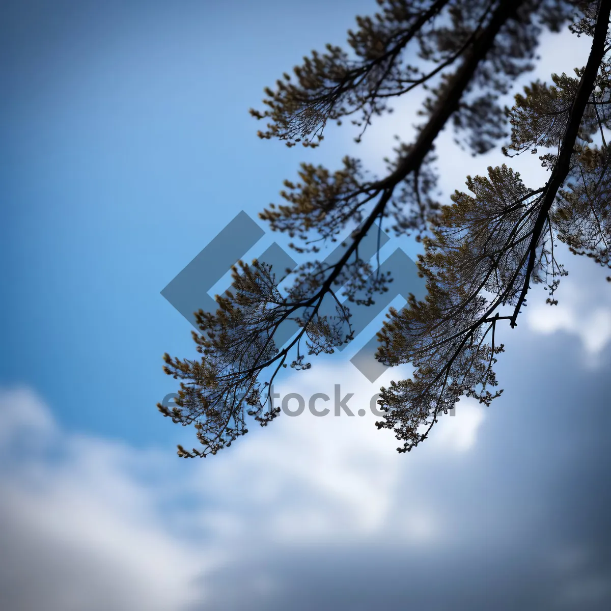 Picture of Wintry Oak under Clear Skies