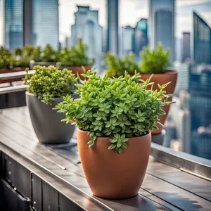 Balcony Herb Garden with Parsley Tree and Flowering Bonsai