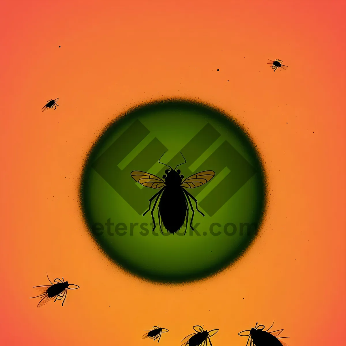 Picture of Arthropod Insect Ladybug Beetle Tick Diagram