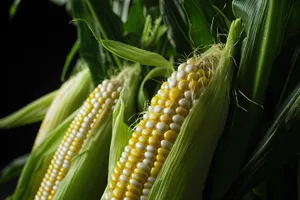 Fresh Yellow Corn Cob in Organic Farm Field