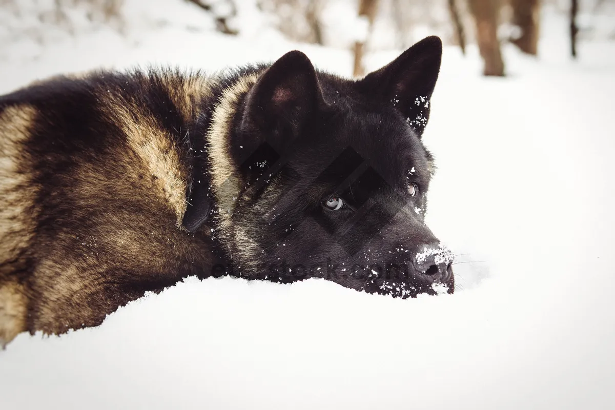 Picture of Beautiful Black Shepherd Dog with Cute Eyes