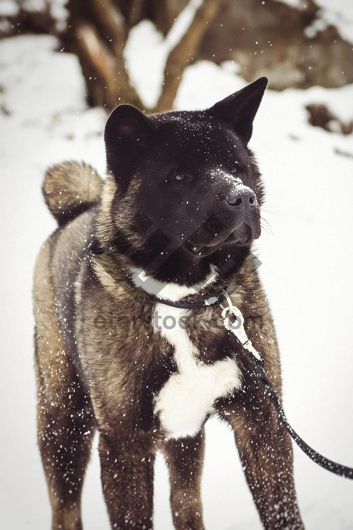 Picture of Cute Black Shepherd Dog Puppy Portrait