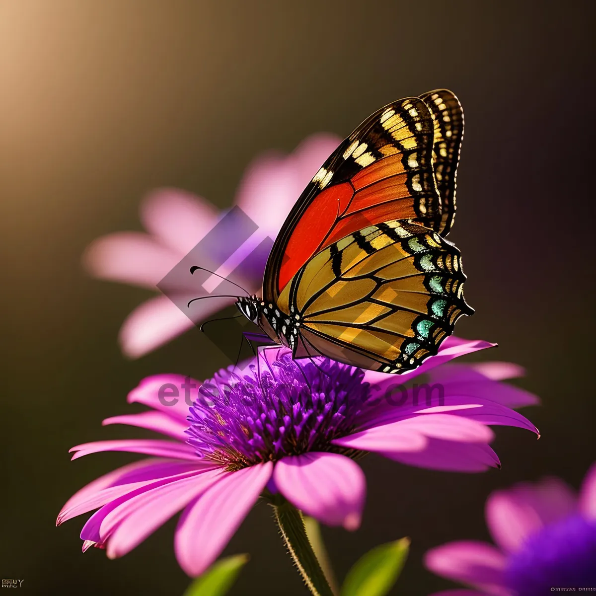 Picture of Flamboyant Monarch Butterfly on Vibrant Aster Bloom