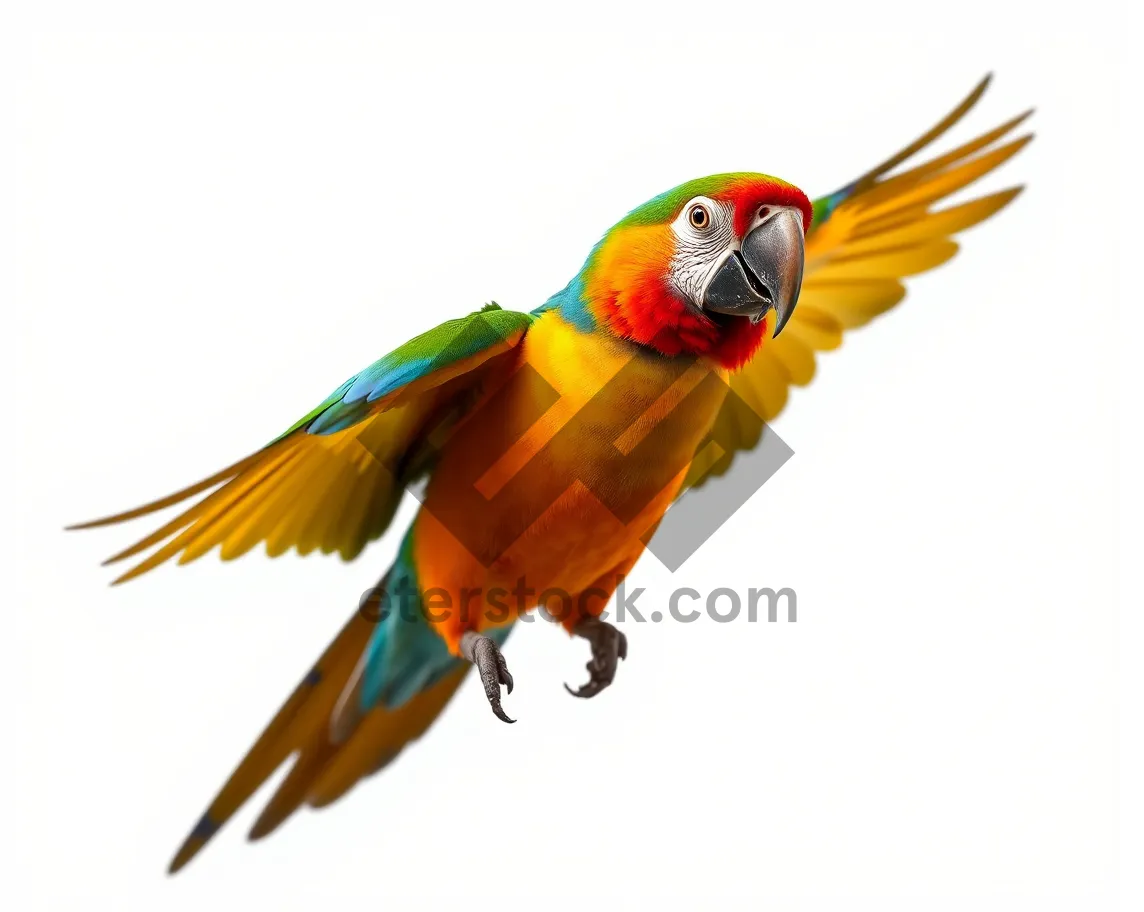 Picture of Colorful Macaw Bird with Yellow Beak in Studio Shot