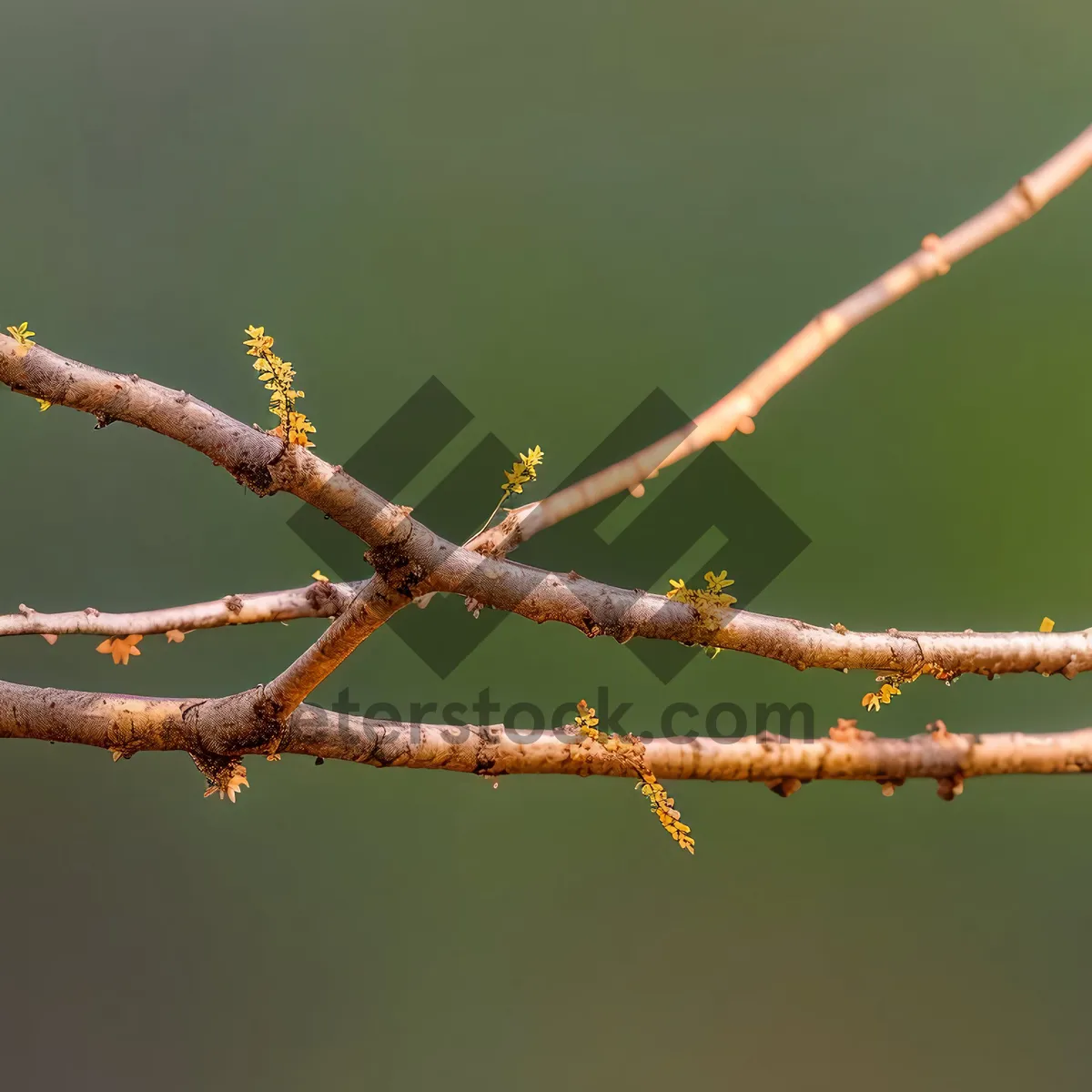 Picture of Insect on Tree Branch in Spring Sky.