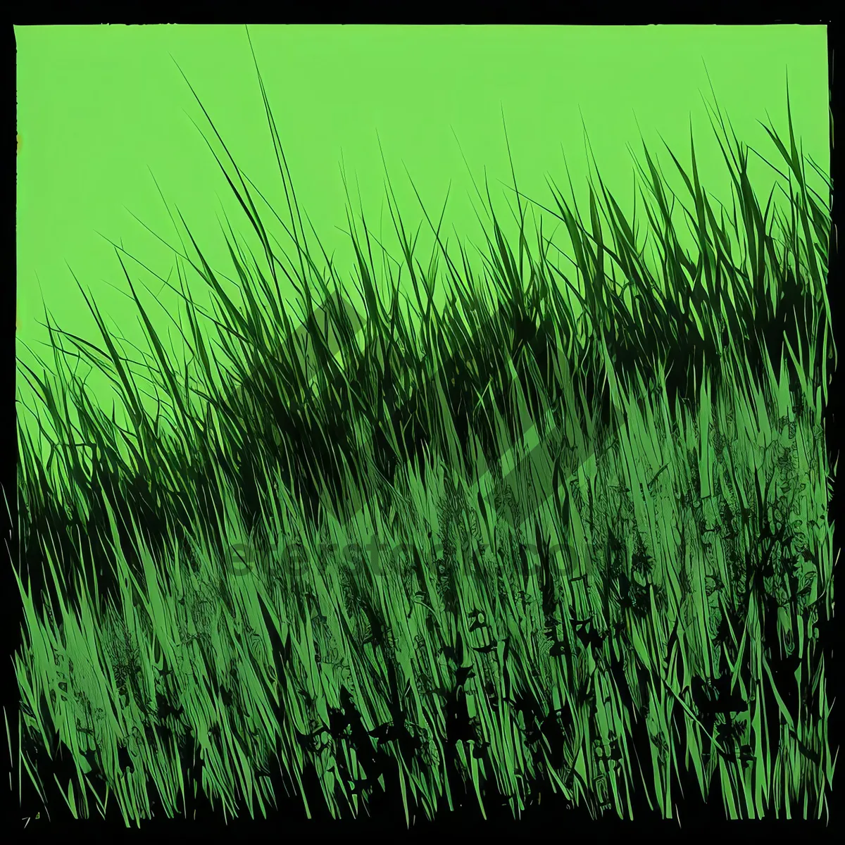 Picture of Vibrant Tape Grass in Lush Aquatic Field