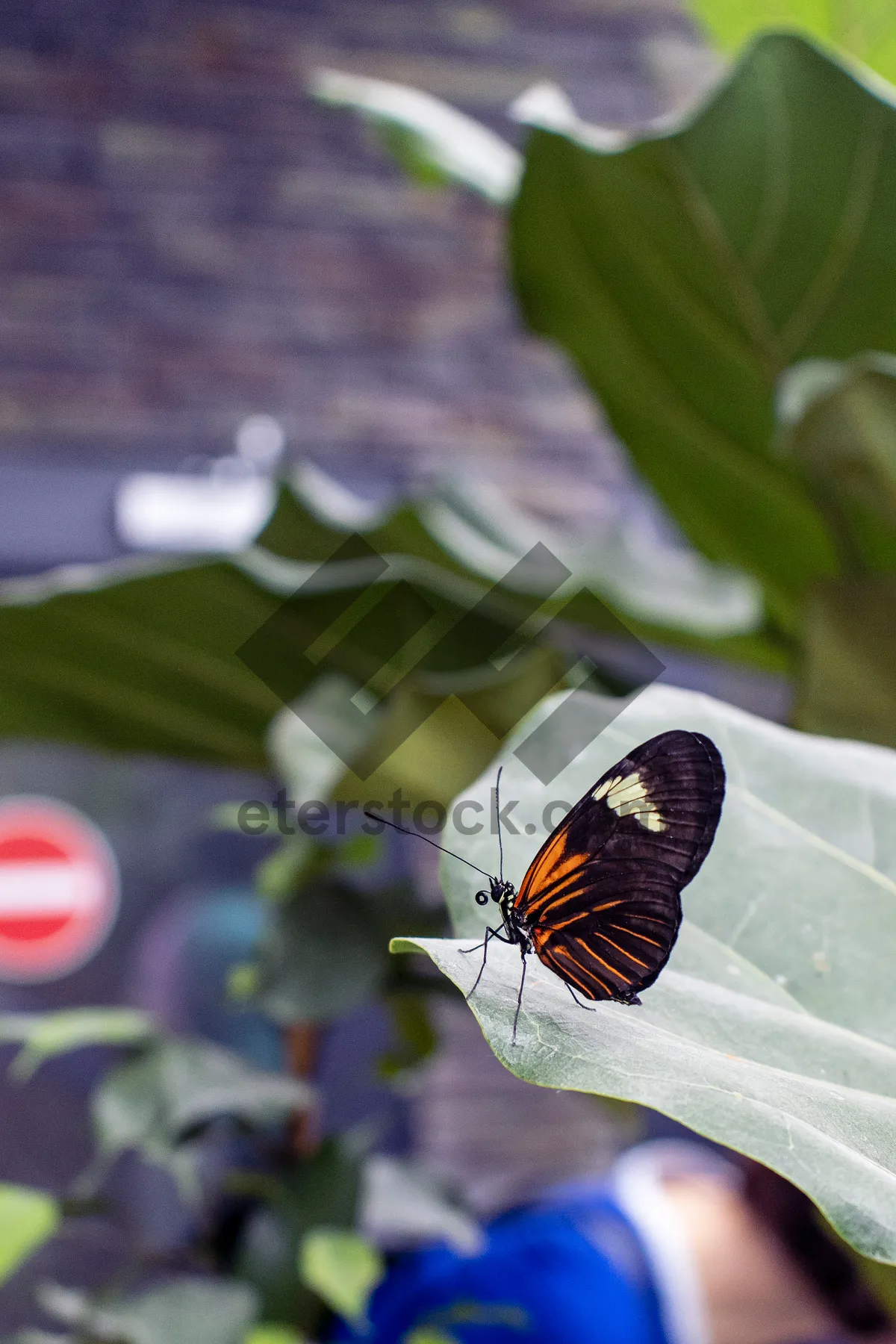 Picture of Colorful Lacewing on Pink Blossom with Orange Wings