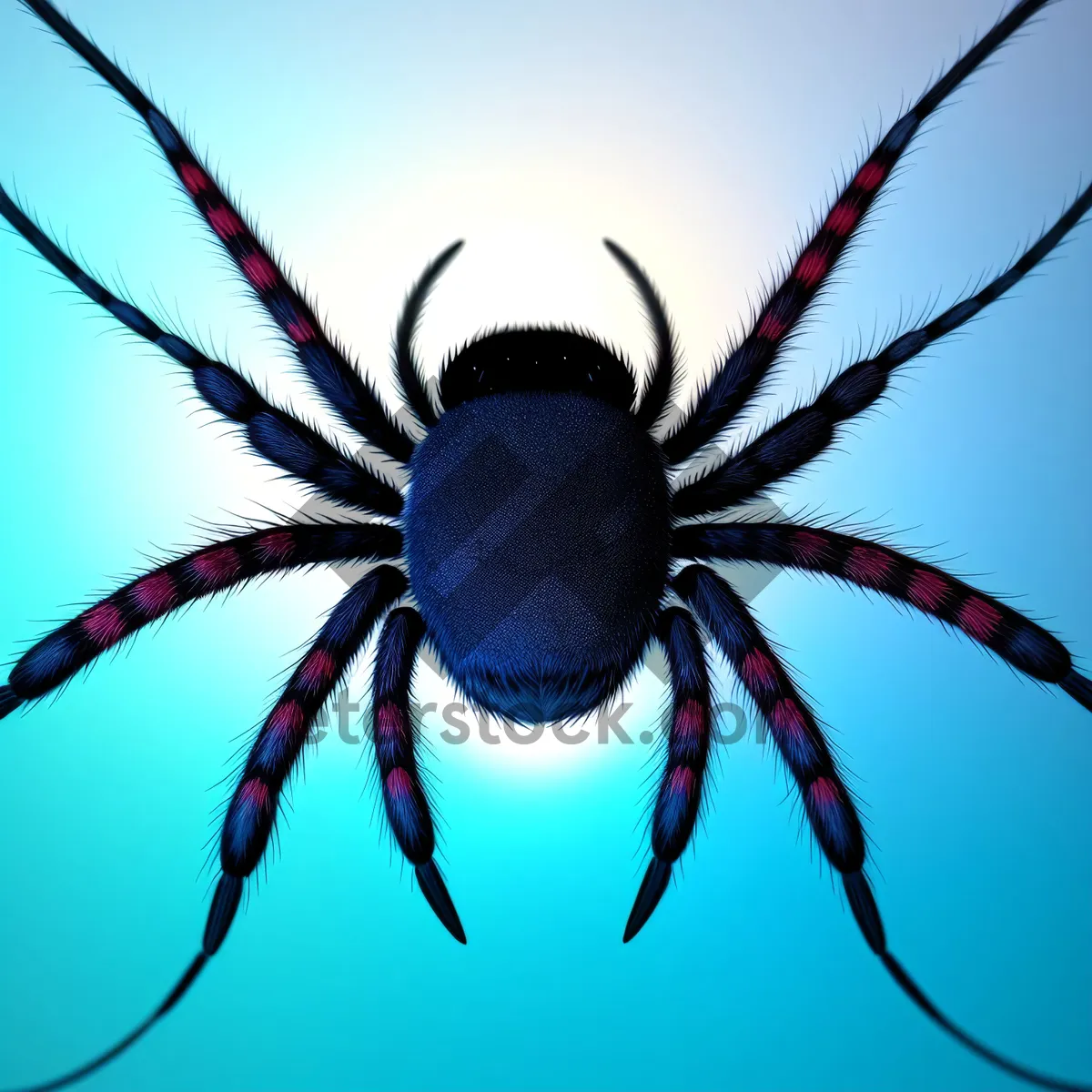 Picture of Barn Spider - Close-up Arachnid Invertebrate Image