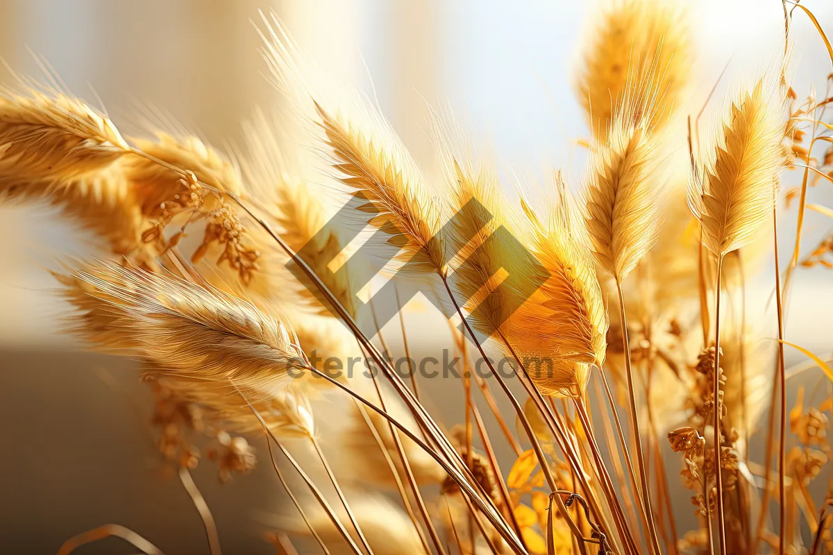 Picture of Golden Wheat Field in Rural Summer Landscape