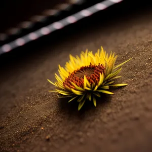 Bright Yellow Sunflower Blossom in Sunny Garden Field