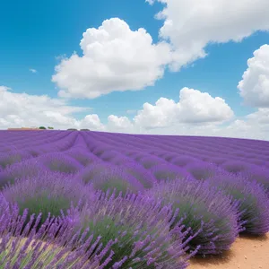 Serene Lavender Shrub in Picturesque Countryside Field