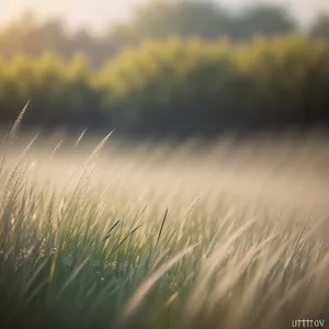 Golden Wheat Field Under Sunny Summer Sky