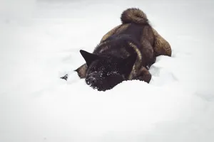 Cute brown cat in winter snow portrait.