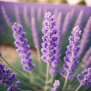 Blossoming Lavender Field: Aromatic Botanical Beauty