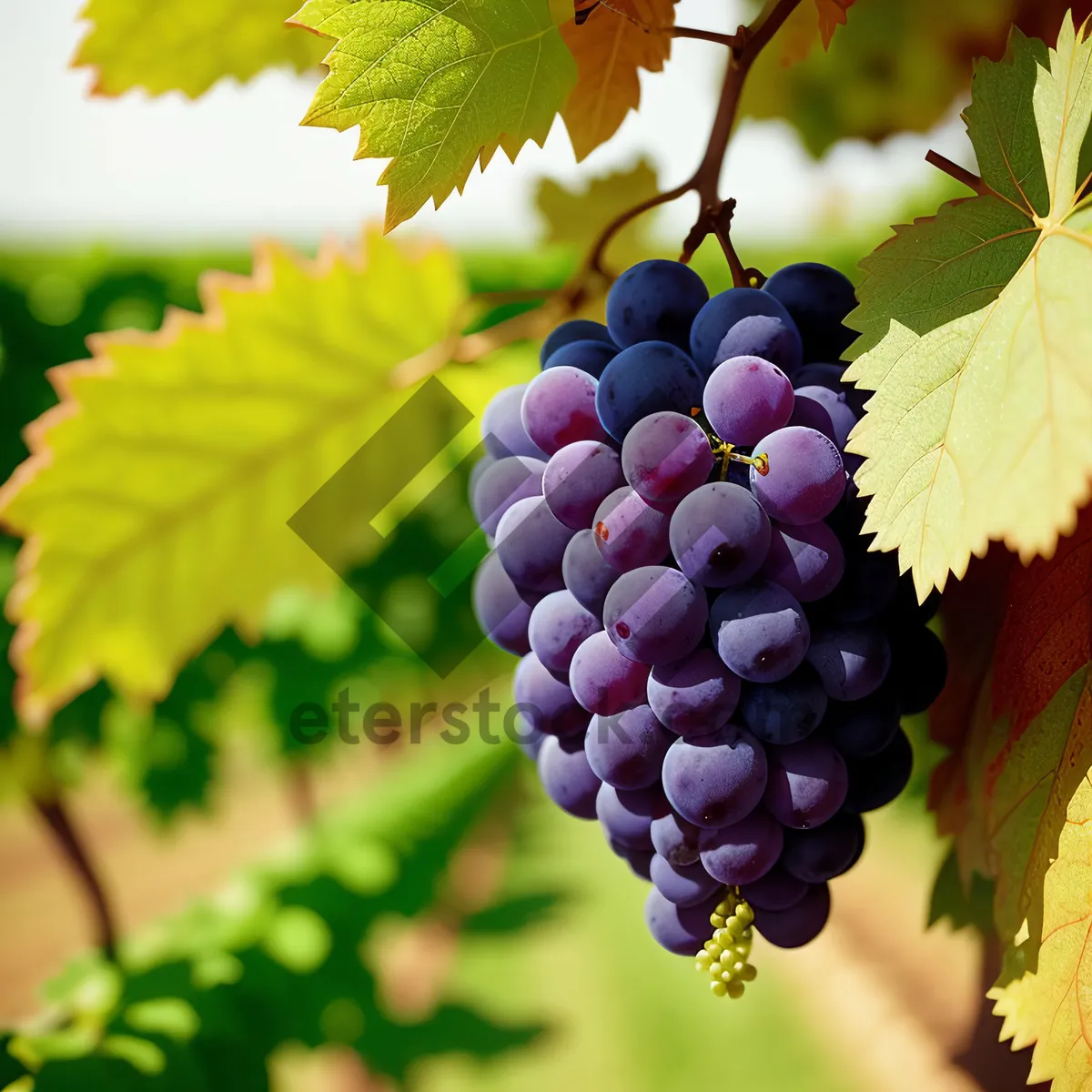 Picture of Farm-Fresh Juicy Grape Bunch in Autumn Vineyard