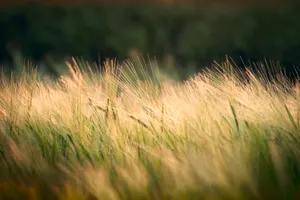 Golden Wheat Field in the Summer Sun.