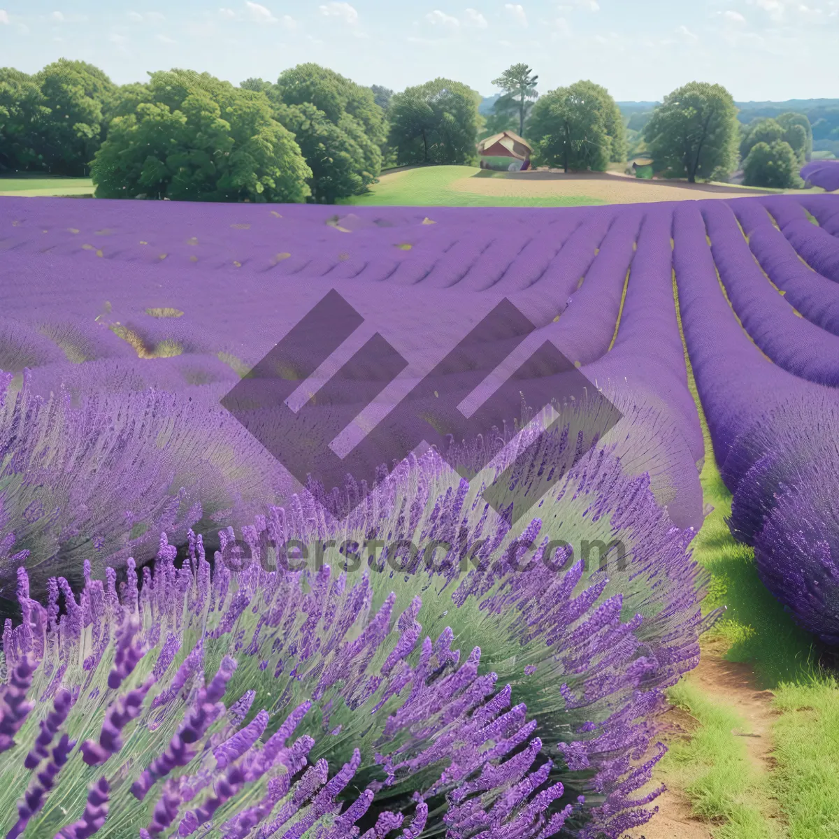 Picture of Vibrant Lavender Field in Rural Countryside