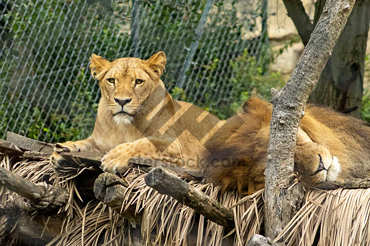 Picture of Male lion resting in the wilderness park habitat.