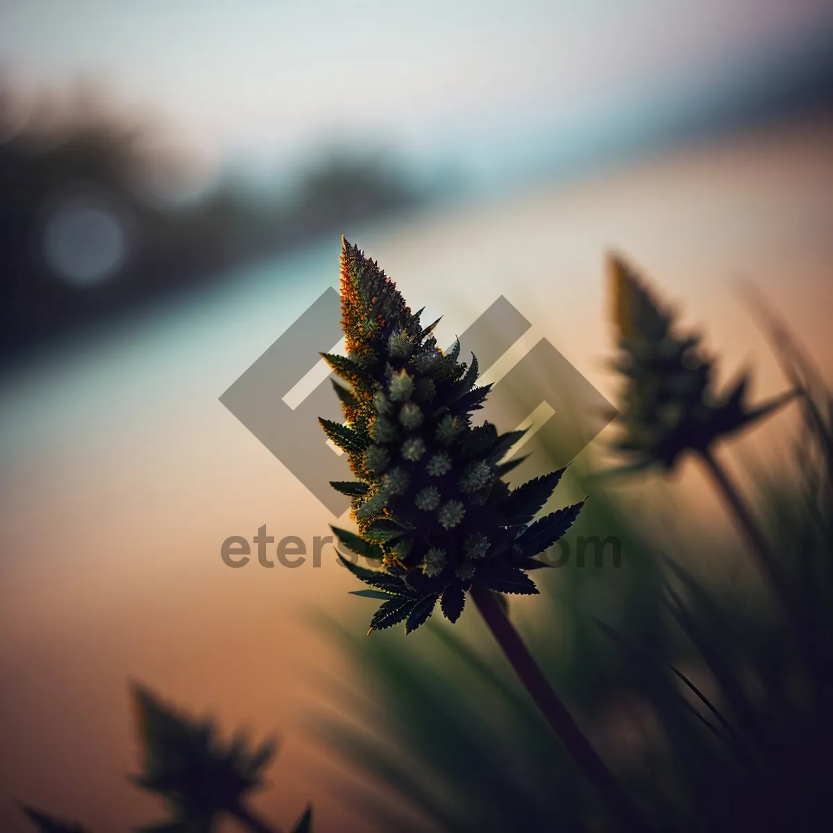 Picture of Vibrant Summer Sunflower Blossom with Pollen