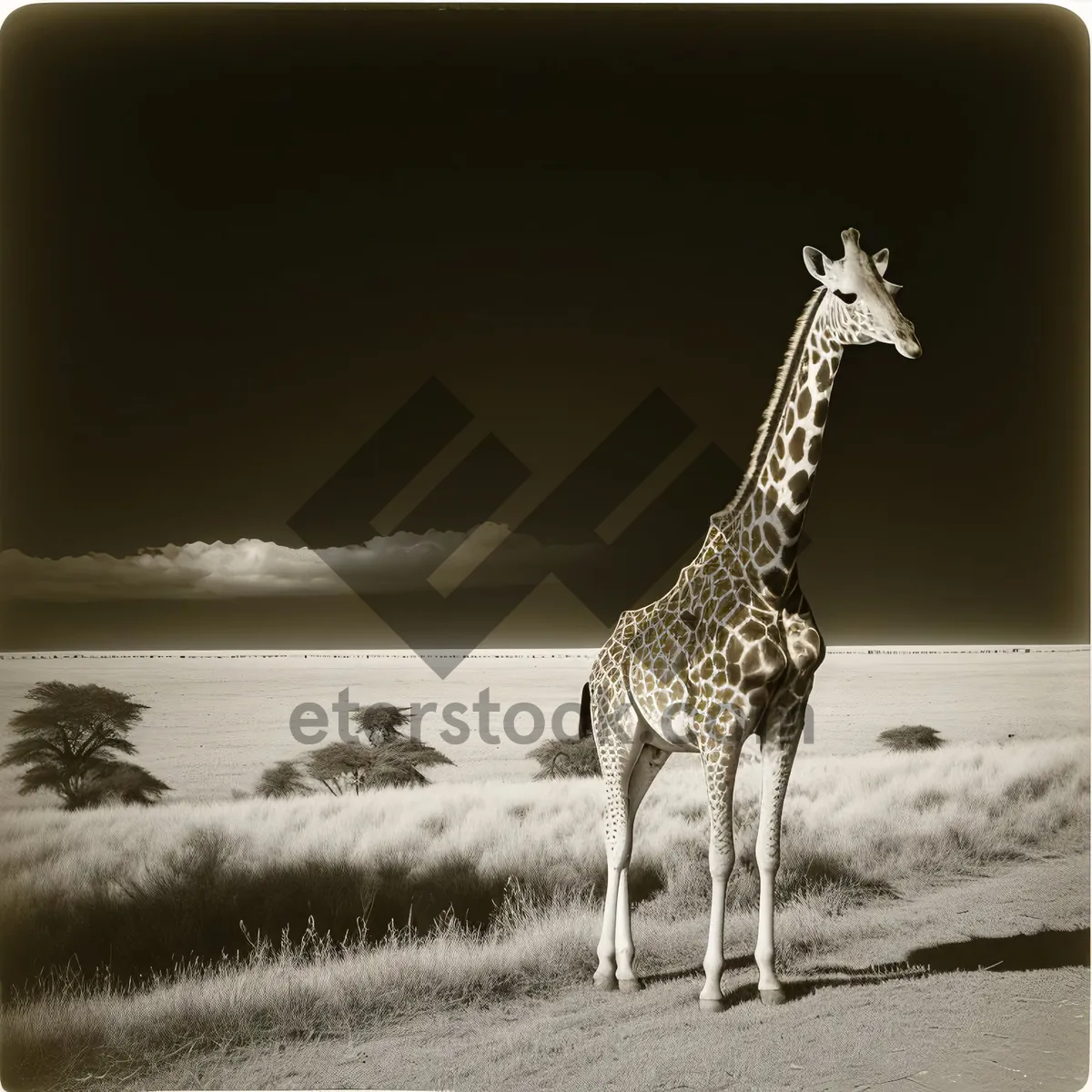 Picture of Graceful Giraffe in South African Wildlife Reserve