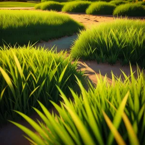 Vibrant Aquatic Meadow in Full Bloom