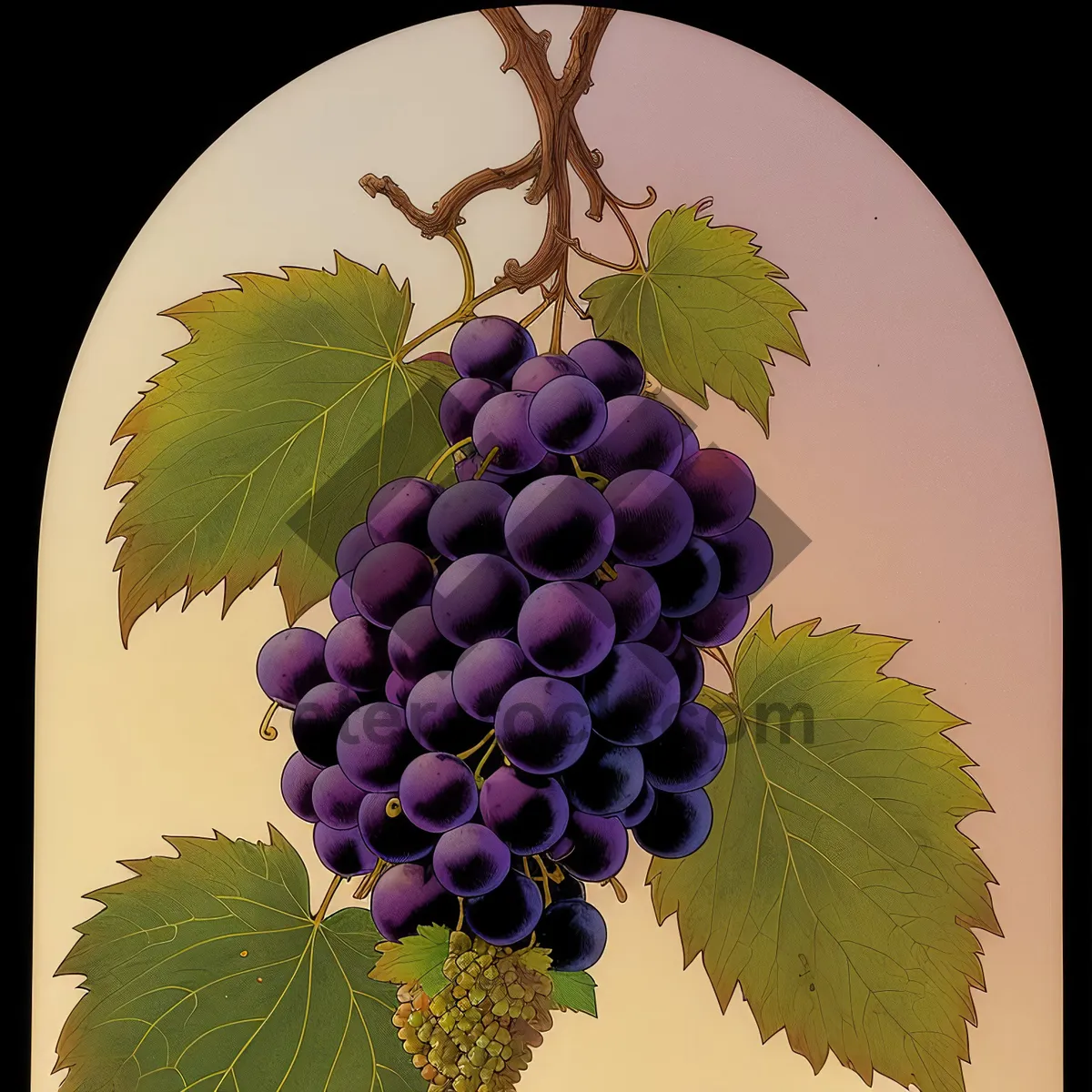 Picture of Juicy Harvest: Ripe Purple Grapes on Vine