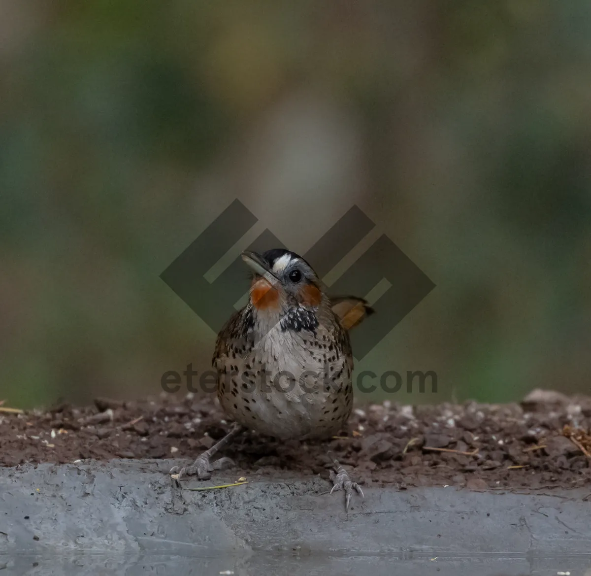 Picture of Bird perched on tree branch in garden setting.