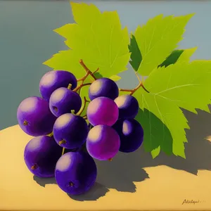 Ripe grapes on vine in vineyard