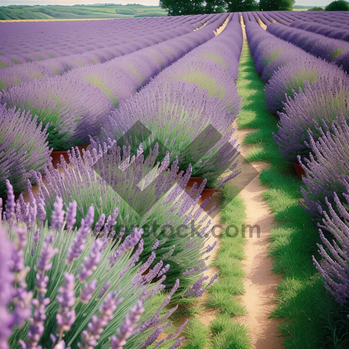 Picture of Colorful Herb: Purple Lavender Flower - Woody Shrub