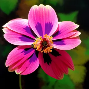 Blooming pink daisy in a vibrant garden