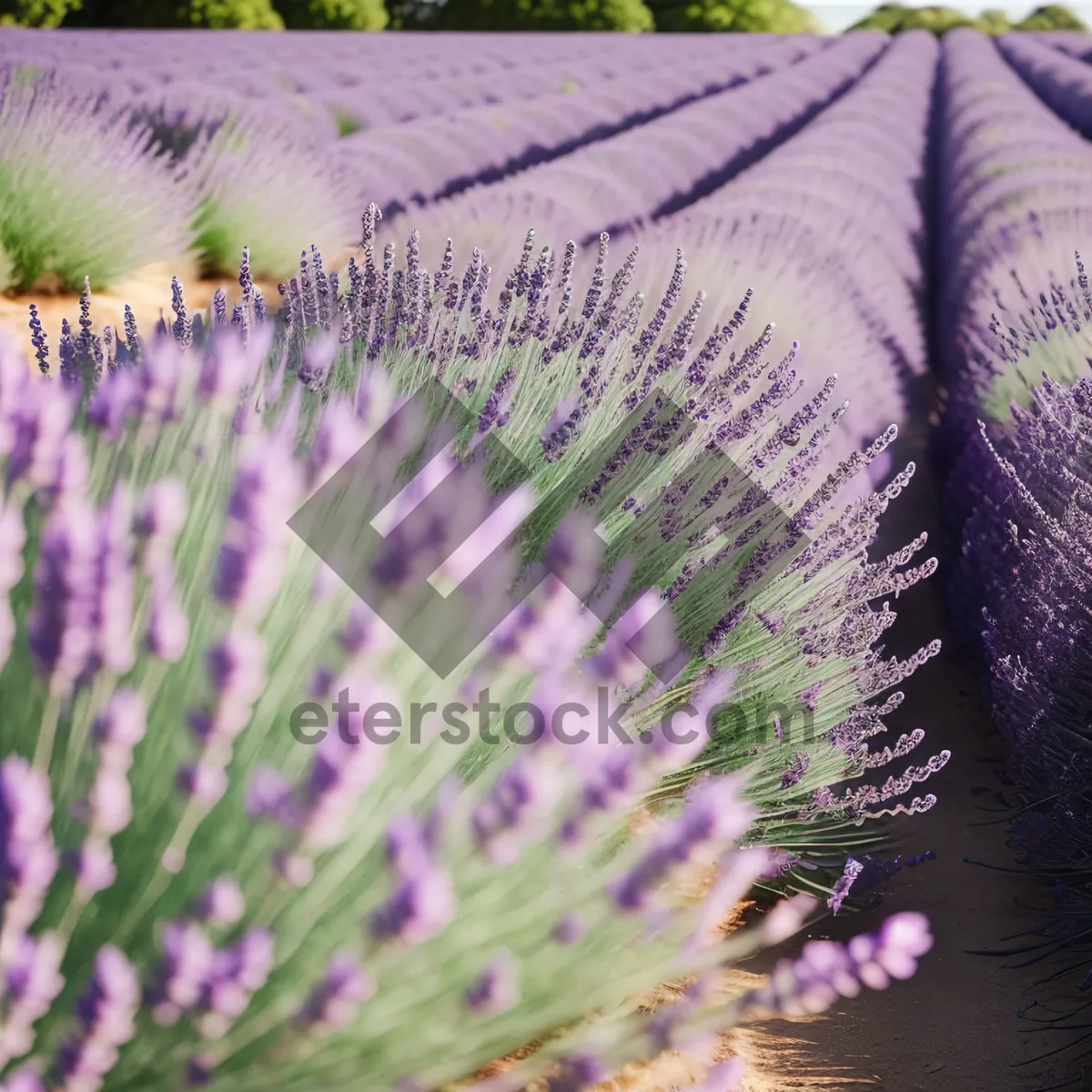 Picture of Wild Teasel in Desert: A Botanical Carnivorous Flower