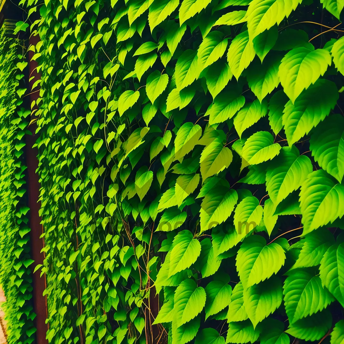 Picture of Lush Green Ferns in Sunlit Forest Grove