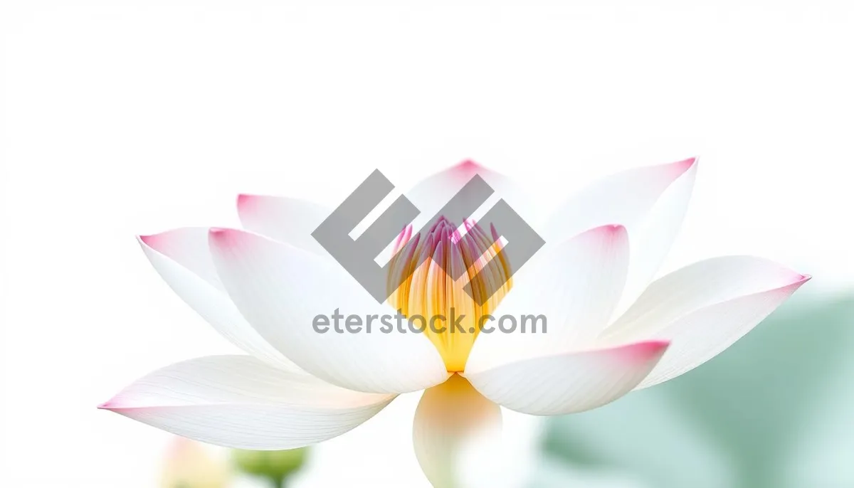 Picture of Colorful lotus flower design icon element.