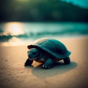 Loggerhead Turtle Resting on Sandy Beach