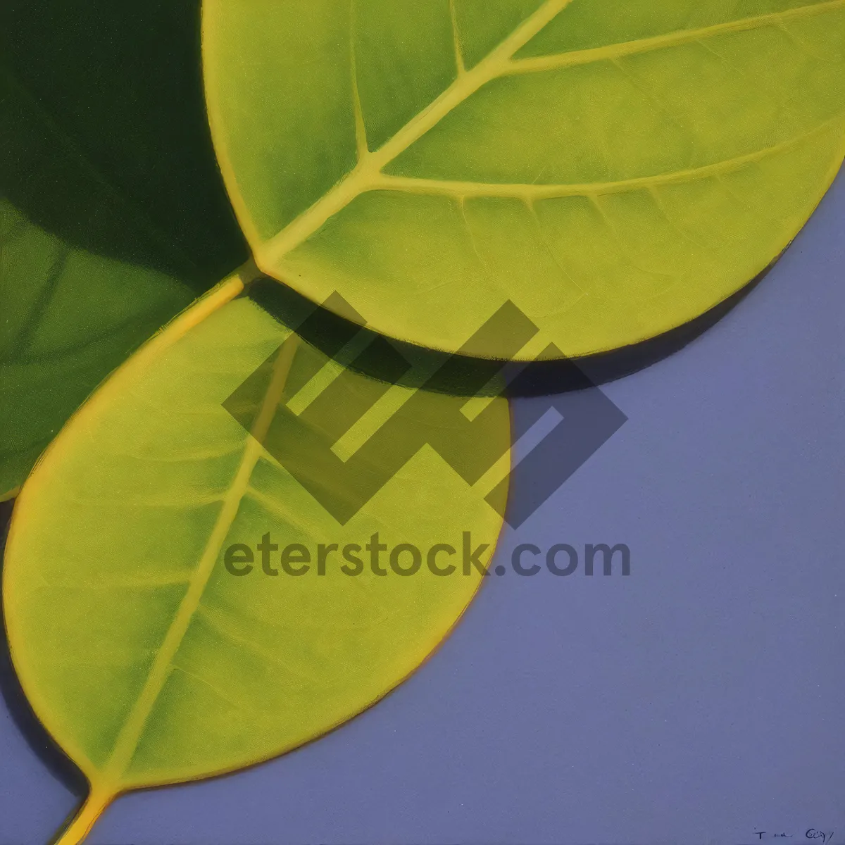 Picture of Fresh Citrus Fruit Tree Leaves - Wallpaper