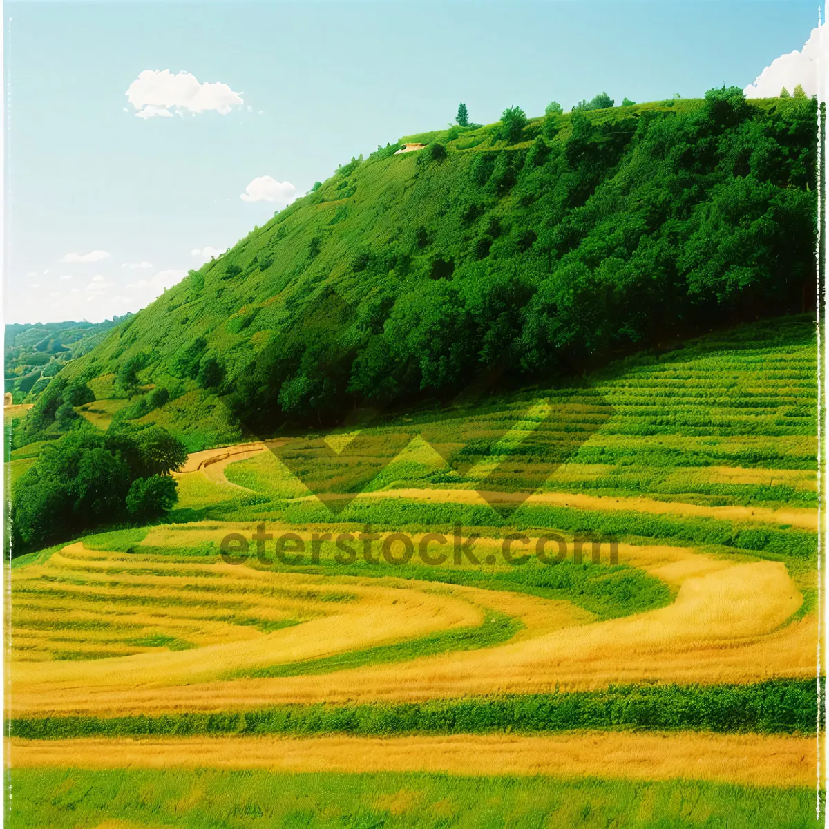 Picture of Summertime Serenity: Rice Fields Beneath Blue Skies.