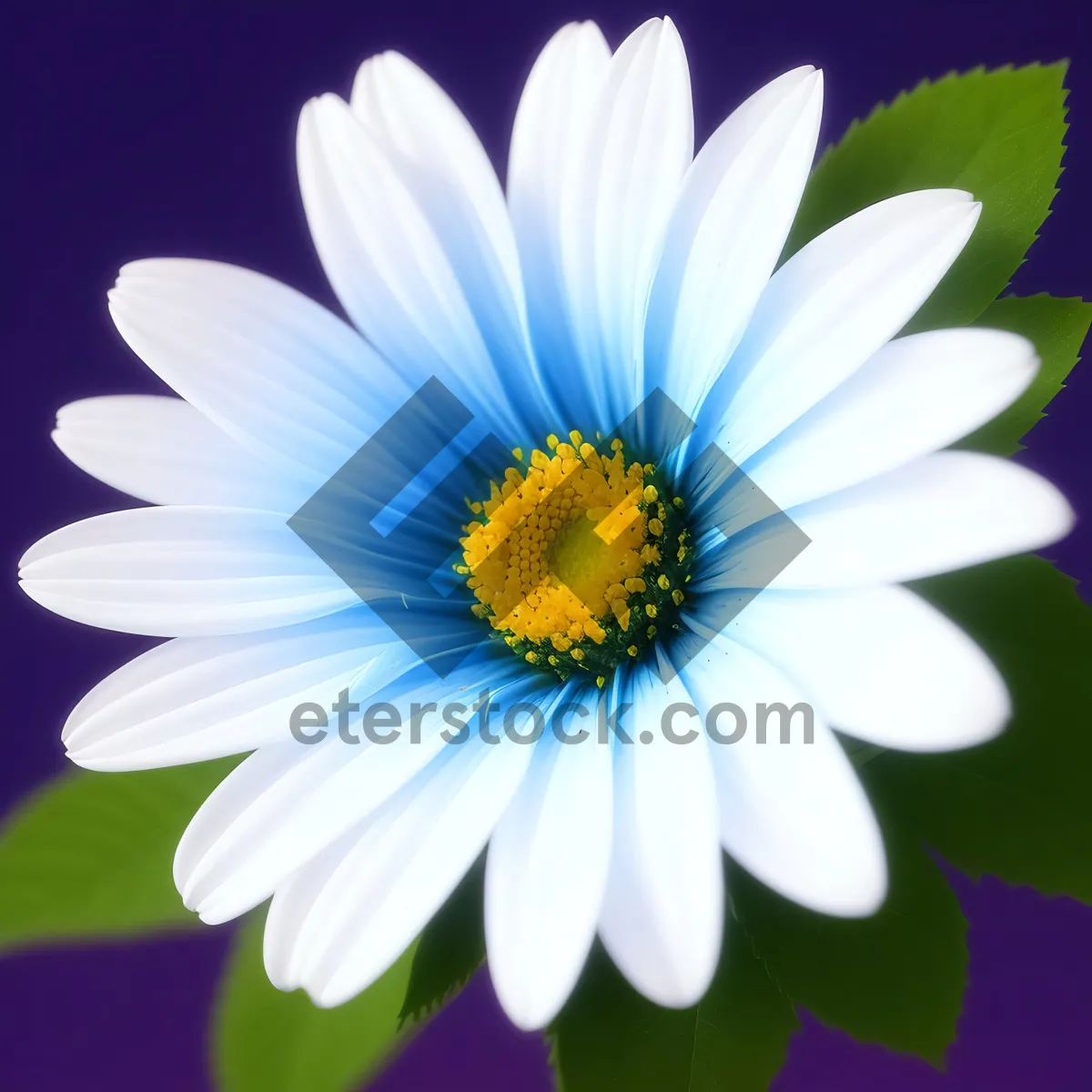 Picture of Yellow Daisy Meadow Closeup Bloom Outdoor Grass Bloom