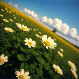 Yellow daisies in a summer meadow.