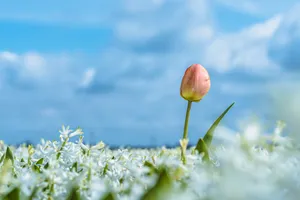 Colorful Tulip Blooms in Bright Summer Garden.