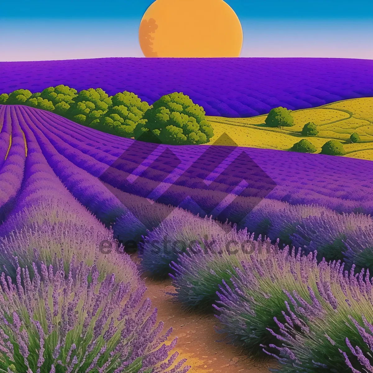 Picture of Colorful Lavender Field Under Sunny Sky