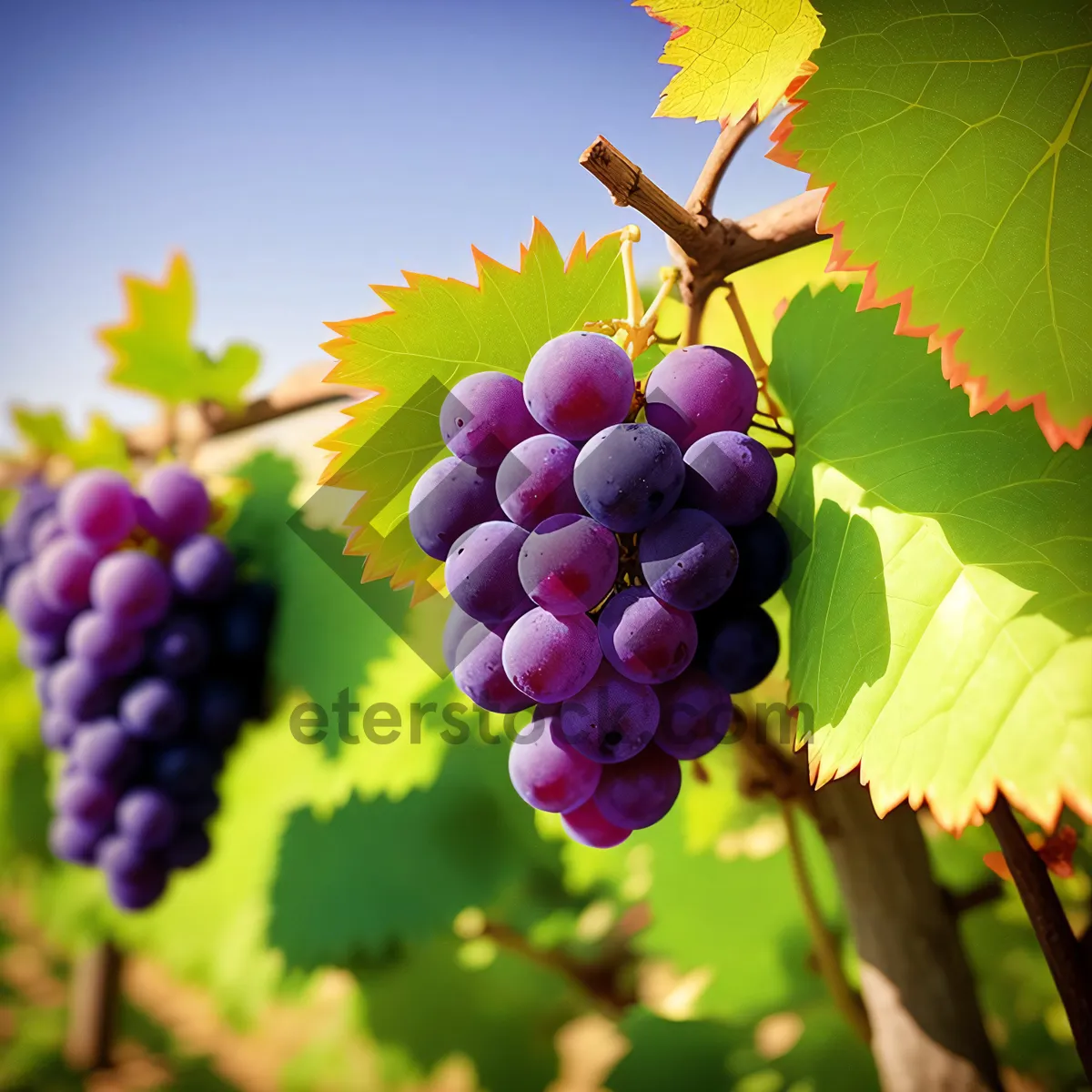 Picture of Fresh, Juicy Purple Grapes in Vineyard