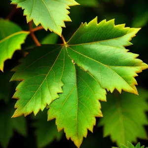 Vibrant Maple Leaf in Lush Forest