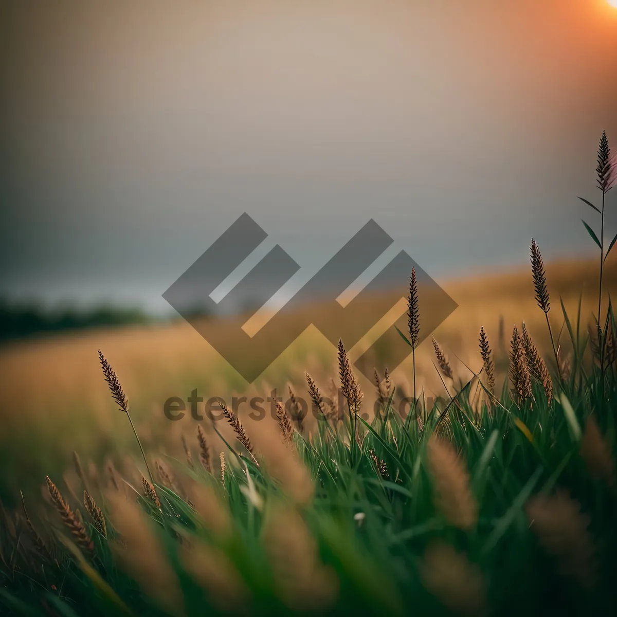 Picture of Harvesting Wheat in the Rural Countryside