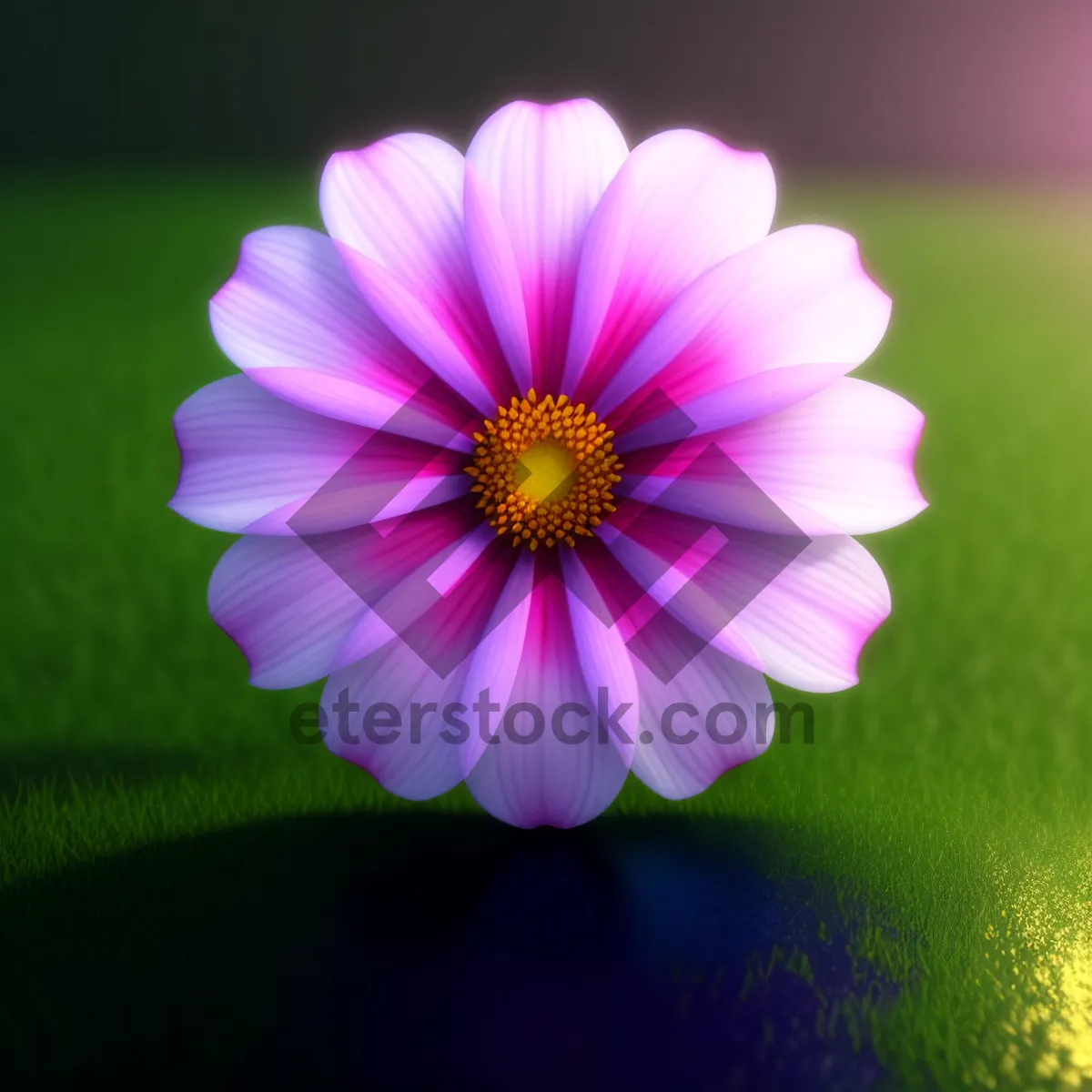Picture of Vibrant Blooming Daisy in a Colorful Garden